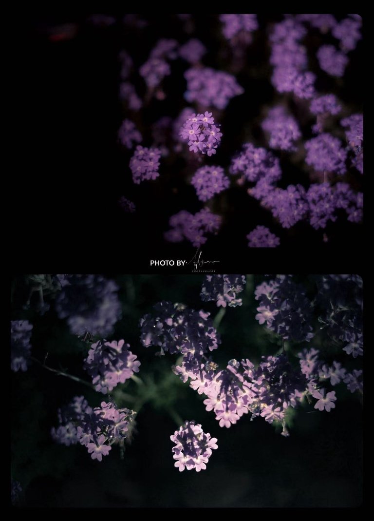 Purple flower